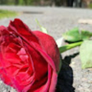 Meet your Posher, Jocelyn